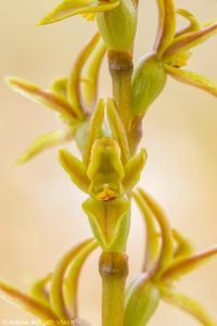Prasophyllum concinnum / Trim leek orchid