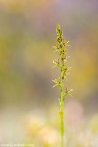 Prasophyllum concinnum / Trim leek orchid