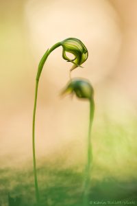 Pterostylis nutans / Nodding greenhood