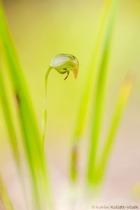 Pterostylis nutans / Nodding greenhood