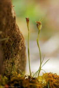 Pterostylis pedunculata / Marron greenhood