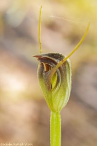 Pterostylis pedunculata / Marron greenhood