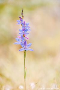Thelymitra ixioides / Spotted sun orchid
