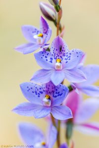 Thelymitra ixioides / Spotted sun orchid
