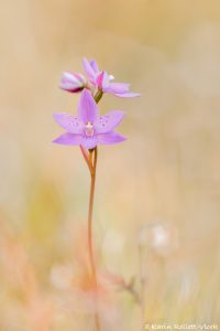 Thelymitra ixioides / Spotted sun orchid