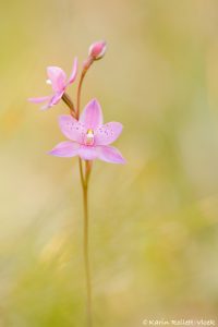 Thelymitra ixioides / Spotted sun orchid