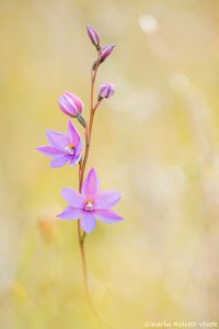 Thelymitra ixioides / Spotted sun orchid