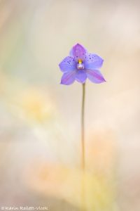 Thelymitra juncifolia / Large-spotted sun orchid