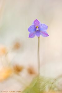 Thelymitra juncifolia / Large-spotted sun orchid