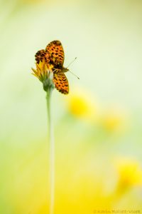 Boloria titania / Natterwurz-Perlmuttfalter
