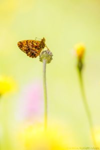 Boloria titania / Natterwurz-Perlmuttfalter