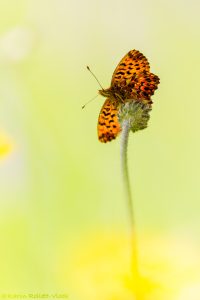 Boloria titania / Natterwurz-Perlmuttfalter