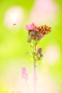 Boloria titania / Natterwurz-Perlmuttfalter