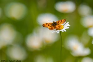Boloria titania / Natterwurz-Perlmuttfalter