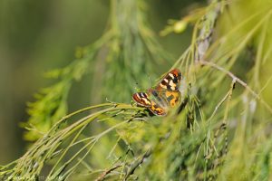 04_argynnina_hobartia_5502