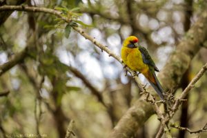 07_green_rosella_5515