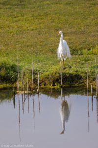 25_ardea_alba_ssp_modesta_6456