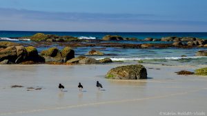 32_haematopus_longirostris_5397