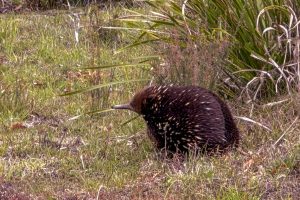 34_Tachyglossus-aculeatus_5499
