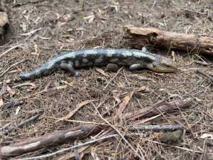 Tiliqua nigrolutea - Schwarzgelbe Blauzungenskink