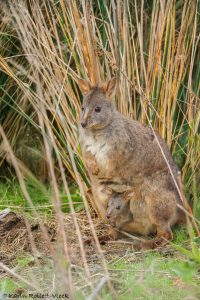 43_thylogale_billardierii_7641