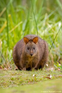 44_thylogale_billardierii_7698