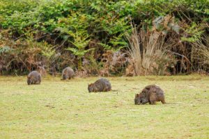 Thylogale billardierii - Rotbauchfilander