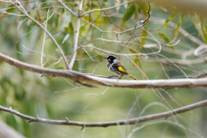 Phylidonyris novaehollandiae / New Holland honeyeater