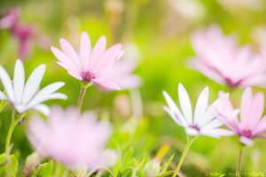 47_osteospermum_8029