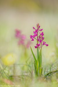 Anacamptis laxiflora