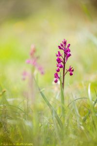 Anacamptis laxiflora