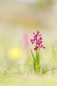 Anacamptis laxiflora