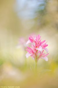 Anacamptis papilionacea subsp. aegaea