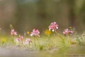 Anacamptis papilionacea subsp. aegaea