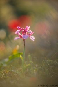 Anacamptis papilionacea subsp. aegaea