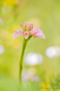 Anacamptis papilionacea subsp.messenica