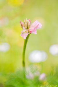 Anacamptis papilionacea subsp.messenica