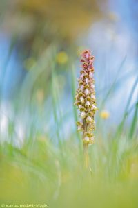 Himantoglossum robertianum