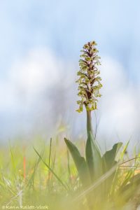 Himantoglossum robertianum