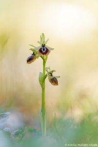 Ophrys aesculapii