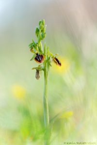 Ophrys aesculapii