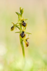 Ophrys aesculapii