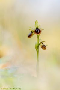 Ophrys aesculapii