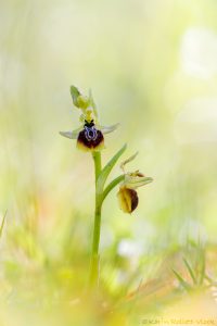 Ophrys aesculapii