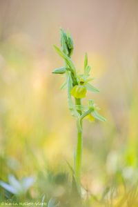 Ophrys aesculapii hypochrome