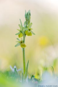 Ophrys aesculapii hypochrome