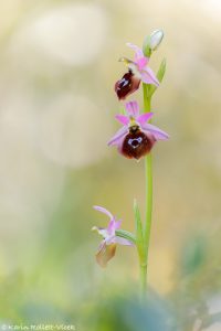 Ophrys argolica
