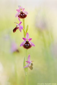 Ophrys argolica