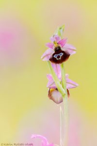 Ophrys argolica