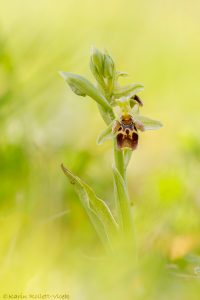 Ophrys attica